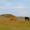 20100729_083505