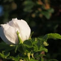 P9105623