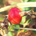 P9105631