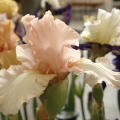 bild11