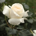 bild18