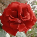 bild21