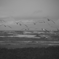 Strand und Möwen