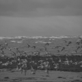 Strand und Möwen
