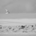 Strand und Möwen