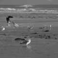 Strand und Möwen