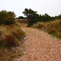 Fanø Heide
