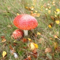 Fliegenpilze