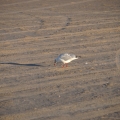 Möwe