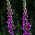 P6105368_v1_1