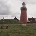 P9090061_v1